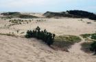 Пустынные барханы. Дюны в природе. Что такое бархан
