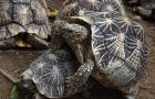 Звездчатая черепаха (Geochelone elegans) Как обеспечить звездчатой черепахи лучшее обитание