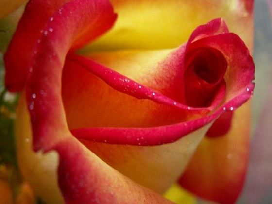 Самые красивые розы в мире - Topkin - 2020