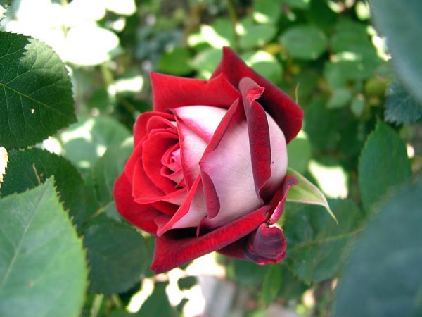 Самые красивые розы в мире - Topkin - 2020